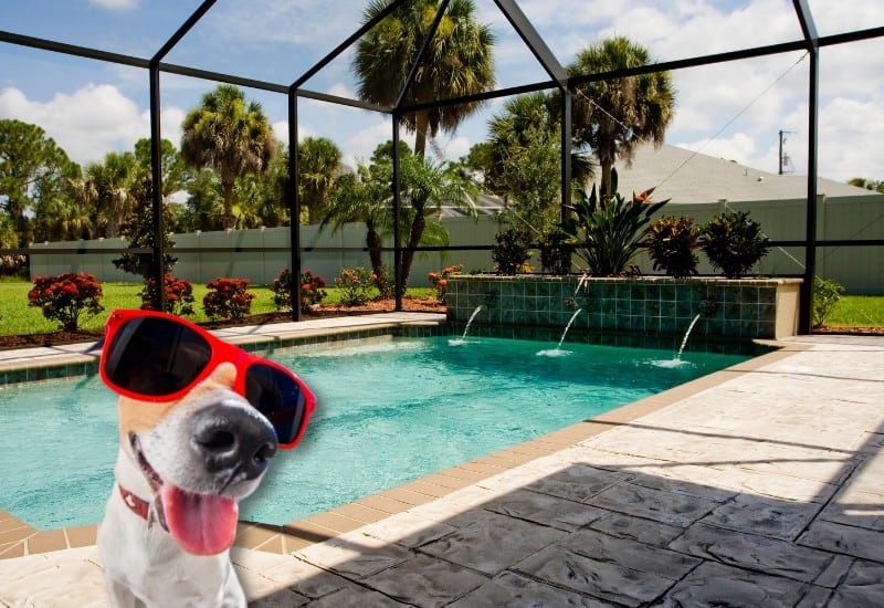 pool cage and bugs